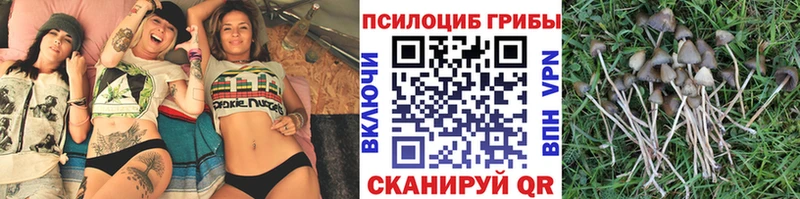Псилоцибиновые грибы Cubensis Инсар